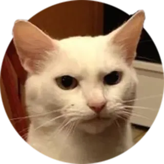 😾 b4192864 chat, chat blanc, animal, animal de compagnie, drôle, mème, grincheux telegram sticker