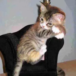 😕 e47eabca chaton, chat, animal, animal de compagnie, mignon, meuble telegram sticker