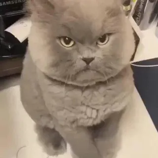 😡 e92ad5ab chat, en colère, mignon, chat gris, animal de compagnie, animal telegram sticker