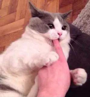 ☝️ ffb0a51d chat, animal de compagnie, animal, main, doigt, jouant, chat gris et blanc telegram sticker