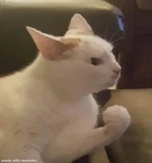 💪 011e6241 made with mematic 猫, ミーム, 拳, 動物, 白猫 telegram sticker