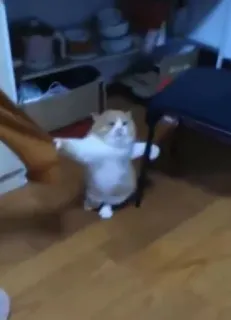 Gatinhos da Mand telegram stickers