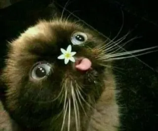 🌼 0c764c04 猫, 花, 動物, ペット, かわいい, シャム猫 telegram sticker