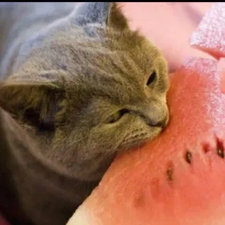 🍉 136f51e5 猫, スイカ, 動物, ペット, グレー猫, フルーツ telegram sticker