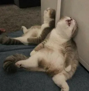 😫 1570df1f 猫, 睡眠, 怠惰, 反射, 可愛い, ペット telegram sticker