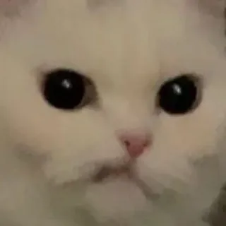 😕 18c6a35c 猫, 白い猫, 可愛い, 子猫, 動物, ペット, ネコ科, 飼い猫 telegram sticker