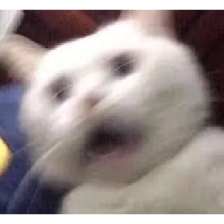 😱 1be50cf6 猫, 面白い, 怖い, ミーム, 動物, 白い猫 telegram sticker