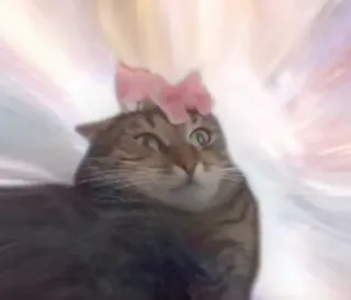 🕉 1ca4e3a2 猫, 子猫, 動物, ペット, 面白い, かわいい, リボン telegram sticker