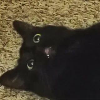 😐 1de48f85 猫, 黒猫, ペット, 動物, 可愛い, 面白い, 子猫 telegram sticker