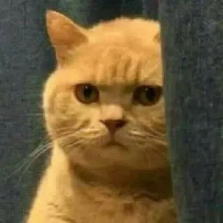 👀 217c2463 猫, 面白い, ミーム, 動物, ペット, かわいい, 表情 telegram sticker