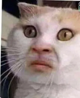 🤮 2b8a84c3 猫, 面白い, ミーム, 動物, ペット, 表情, 顔 telegram sticker