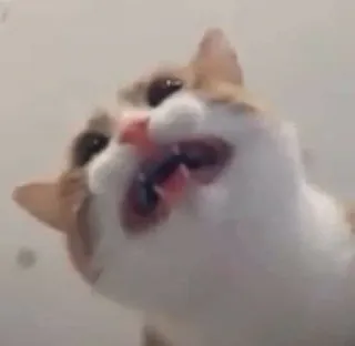 😬 3197a937 猫, 動物, ペット, 哺乳類, ネコ科, 飼い猫, 茶トラ猫 telegram sticker