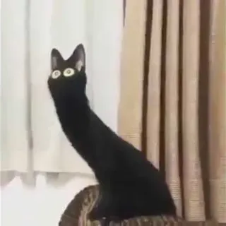 Gatinhos da Mand telegram stickers