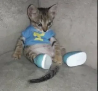 👟 41f3b195 猫, 子猫, 動物, かわいい, ペット telegram sticker