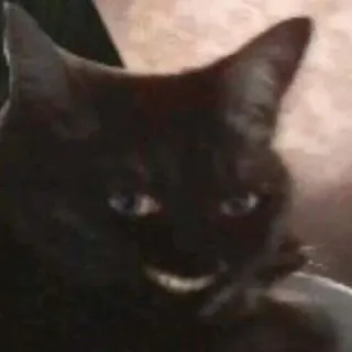 👁 4f288506 猫, 黒猫, 動物, ペット telegram sticker