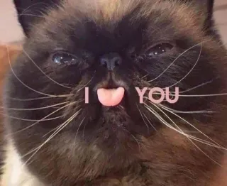 😻 71c39284 I👅YOU 猫, 舌, 愛, 愛情, 面白い, ミーム telegram sticker