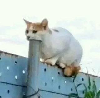 😩 79a65641 猫, 動物, フェンス, ミーム, 面白い, 奇妙, 変, ペット telegram sticker