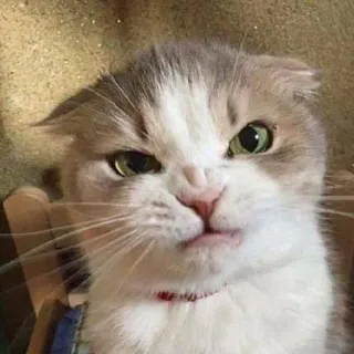 😡 8b3fd9cb 猫, 動物, ペット, ミーム, 面白い, かわいい, 怒り telegram sticker