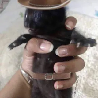 👨‍🌾 8f0c7d07 猫, カウボーイ, 帽子, 子猫, ペット, 動物 telegram sticker