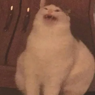 😆 8f4a7c03 猫, 叫ぶ, 面白い, 動物, ミーム telegram sticker