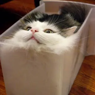 🥡 9aca4008 猫, 動物, 容器, 面白い, かわいい, ペット telegram sticker