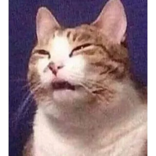 👓 ae699ef9 猫, 面白い, ミーム, 動物, ペット, ネコ telegram sticker