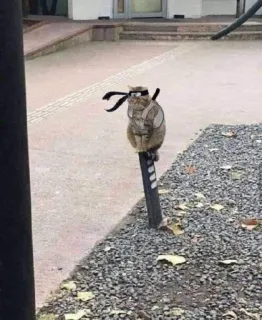 🌱 baa20c5d 猫, 忍者, 動物, ペット, コスチューム, 面白い, かわいい telegram sticker