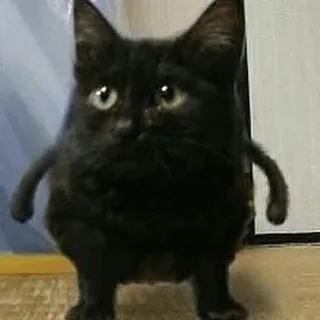 🤲 c667679a 猫, 面白い, ミーム, 動物, ペット, 可愛い telegram sticker