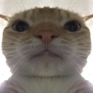 👀 c860c946 猫, 動物, ペット, オレンジ猫, 面白い, ミーム telegram sticker