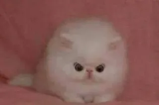 😤 d74fe6de 猫, 子猫, ペルシャ猫, ふわふわ, かわいい, 動物, ペット telegram sticker