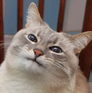 🥞 dde8386d 猫, 動物, ペット, 家畜, ネコ科 telegram sticker