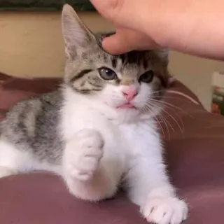 😝 e849a5b3 子猫, 猫, ペット, 動物, 可愛い, 飼い猫, トラ猫, 手 telegram sticker