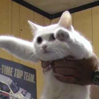 1⃣ ecaabb40 猫, 動物, 白い猫, 面白い, ミーム telegram sticker
