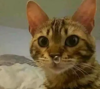 😪 f19be3da 猫, 動物, ペット, 家畜, 哺乳類 telegram sticker