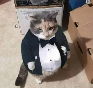 🤵 f28604a9 猫, タキシード, フォーマル, ペット, 動物, 服 telegram sticker