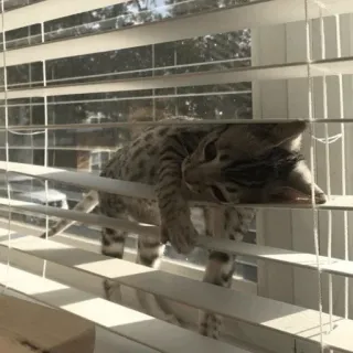 😕 02f937cf cat, animal, window, blinds, funny, sleeping telegram sticker