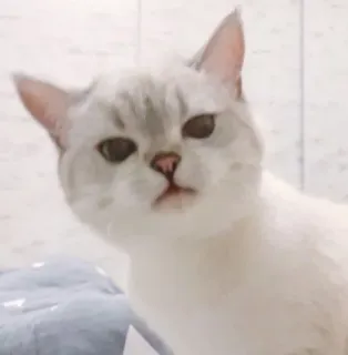 🤨 07bd8c94 cat, animal, domestic cat, pet, feline telegram sticker