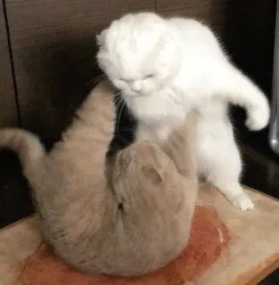 😤 1a921373 cats, animals, fighting, playing, pets, domestic animals telegram sticker