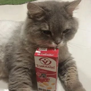 🧃 1f0a0070 วิตามิลค์ cat, milk, drink, pet, animal, box, Thai telegram sticker