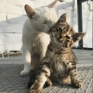 💋 2b0f1699 cat, kitten, animals, pet, cute telegram sticker