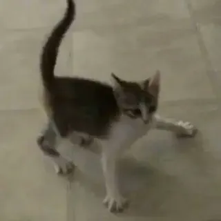 🐈‍⬛️ 39b4ded3 kitten, cat, animal, pet, domestic animal telegram sticker