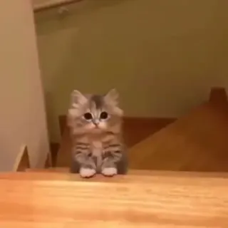 👀 55c666cf kitten, cat, cute, animal, pet telegram sticker