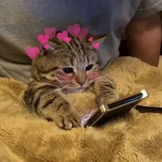 💕 60fe6c56 cat, hearts, cute, animal, phone telegram sticker