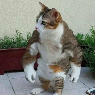 💪 700e744b cat, muscular, funny, animal, meme, buff cat telegram sticker
