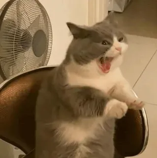 😩 7097870c cat, animal, pet, angry, domestic animal telegram sticker