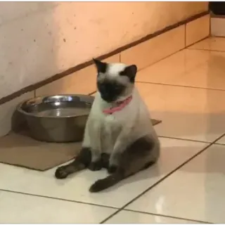 😐 7194e9c3 cat, siamese cat, pet, animal, domestic animal telegram sticker