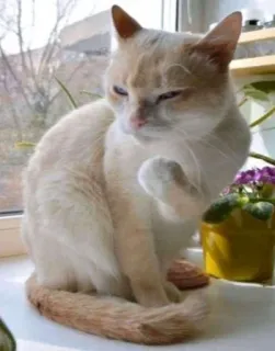 💪 7690f029 cat, pet, animal, domestic animal, window, feline telegram sticker