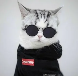 😎 80bdf3cb Supreme cat, sunglasses, supreme, pet, animal, hoodie telegram sticker