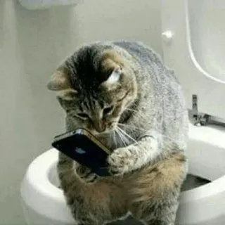 📲 868a59a2 cat, phone, toilet, animal, humor telegram sticker