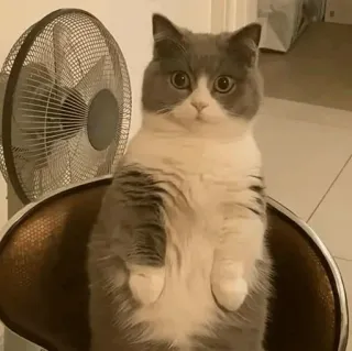 😳 91c45ec9 cat, cute, animal, pet, standing, funny telegram sticker